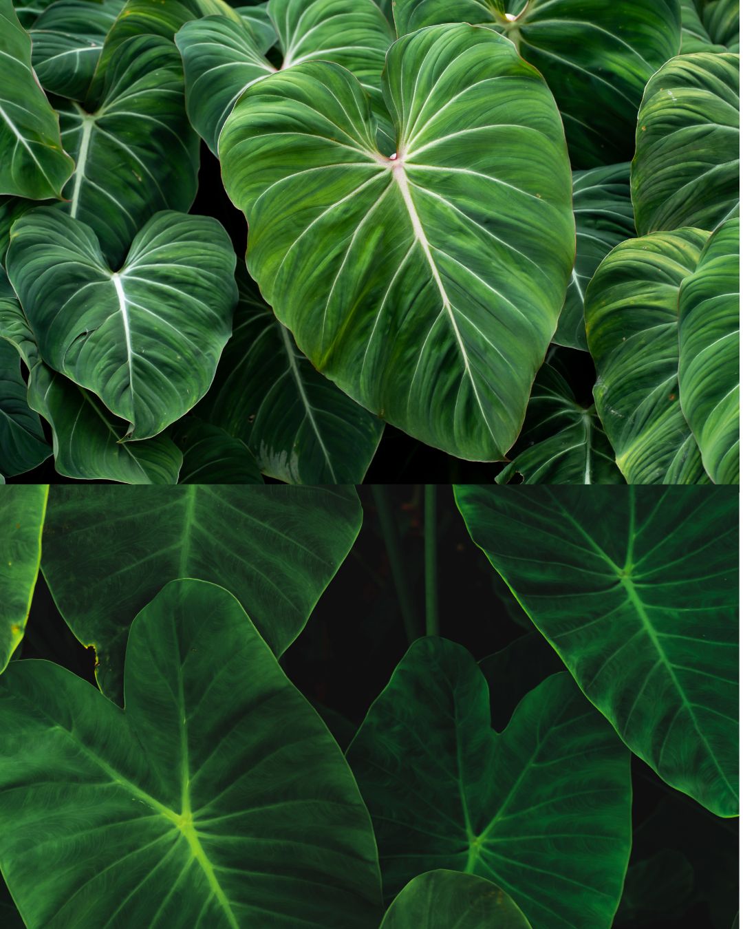 BOUCLES D'OREILLE PHILO-COEUR - TROPIQUES